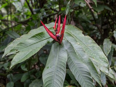 Ginger-blomma Ginger, vars rot används som naturläkemedel. – plåtad regnskogen i La Selva.