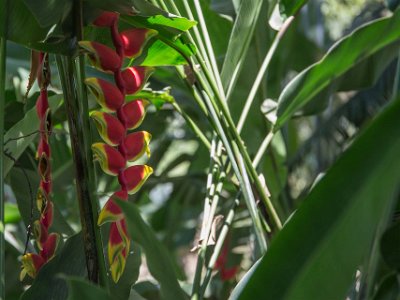 Hummerklo Hummerklo (Heliconia. rostrata) Hummerklosläktet är det enda släktet i familjen hummerkloväxter (Heliconiaceae) med 100–200 arter.