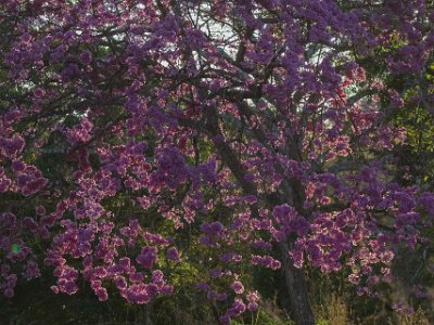 Morgonsol i Savann-Oak Morgonsolen skiner genom en savann-ek i Ensenada.
