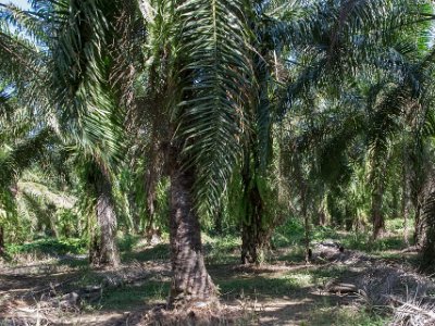 Oljepalmer En av flera stora oljepalmodlingar längs kusten söderut mot Panama-gränsen