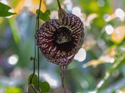 Pelikanpipranka Pelikanpipranka (Aristolochia grandiflora) i Carara nationalpark, Costa Rica. De jättelika spektakulärt vackert mönstrade blommorna har en för människor mycket...
