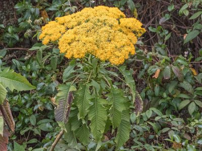Senecio cooperi, korsört Senecio cooperi (tillhör familjen Asteraceae, solrosor, närmast släkt med korsört) efter vägen mot dalgången San Gerardo de Dota.