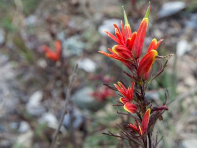 Snyltrot Växtprakt 3400 m ö h på Cerro de la Muerte – Castilleja quirosii, en snyltrotsväxtart som i ingår i släktet målarborstar, och familjen snyltrotsväxter...