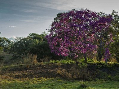 Savann-Oak i Ensenada Morgonsol genom Savann-ek i Ensenada.