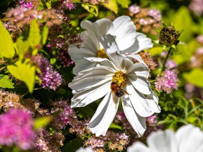 Haikko herrgård Hushumla i blomrabatt vid Haikko herrgård.