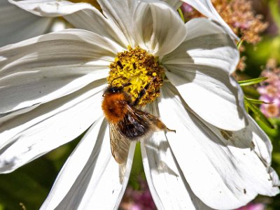 Haikko herrgård Hushumla i blomrabatt vid Haikko herrgård.