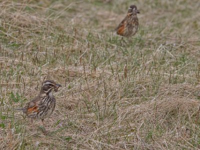 Rödvingetrast (Turdus iliacus) Rödvingetrast i naturreservatet Thingvellir.