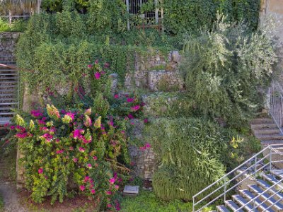 Blomvägg i Minori Blomvägg med Bourgainvillea vid den antika romerska villan i Minori.