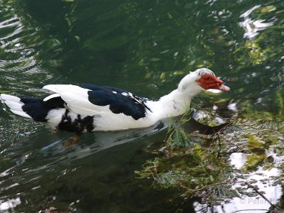 Måsfågeln i parken