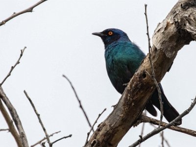 Blåkindad glansstare Blåkindad glansstare (Lamprotornis chalybaeus) vid Vanderhof Guesthouse i Windhoek.