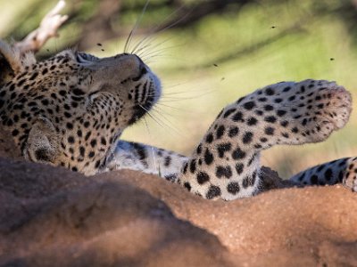 Leopard Leopard, hona 2 år gammal, i Okonjima naturreservat.