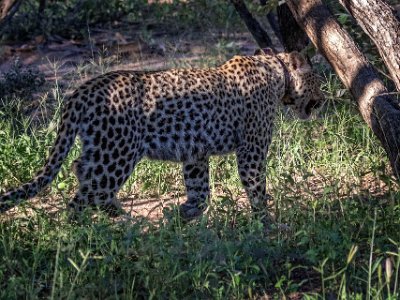 Leopard Leopard, hona 2 år gammal, i Okonjima naturreservat.