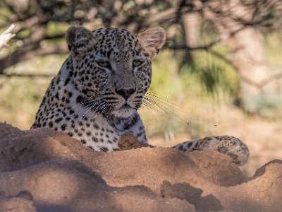 Leopard Leopard, hona 2 år gammal, i Okonjima naturreservat.