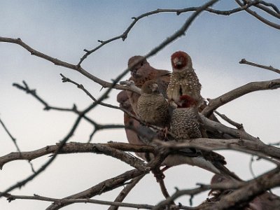 Rödhuvad amadin Rödhuvad amadin (Amadina erythrocephala) och Palmduva vid Vanderhof Guesthouse i Windhoek.