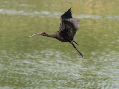 Bronsibis Bronsibis (Plegadis falcinellus) över våtmark utanför Lago. En våtmarkslevande fågel och den geografiskt mest spridda arten inom familjen ibisfåglar....