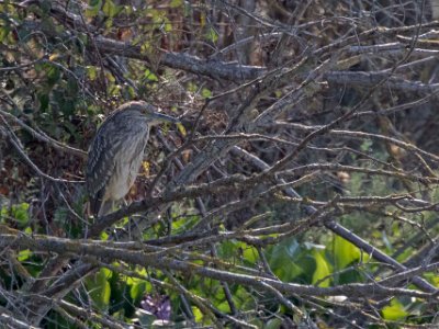 Natthäger Natthäger juvenil (Nycticorax nycticorax). Nattaktiv och sover på dagen tillsammans med andra fåglar i trädkronor. Födosöker genom att stå still vid...