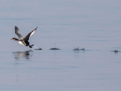 Svarthalsad dopping Svarthalsad dopping (Podiceps nigricollis) i deltat vid Olhao. Den är något mindre än svarthakedoppingen och har en knubbig kropp, fluffiga fjädrar baktill,...