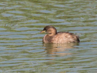 Smådopping i Lago 15092619-2 Smådopping (Tachybaptus ruficollis) i våtmark utanför Lagho är den minsta doppingen i Europa. är bunden till vattnet och är bara uppe på land under häckningen....