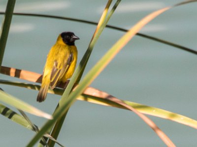 Svarthuvad vävare Svarthuvad vävare (Ploceus melanocephalus) i våtmark utanför Lago