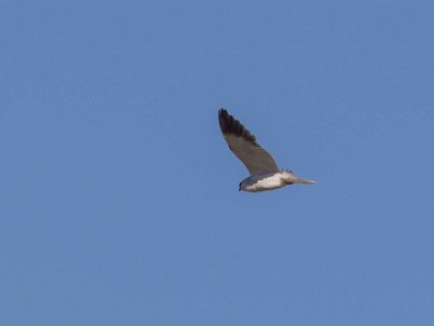 Svartvingad glada Svartvingad glada (Elanus caeruleus) är en glada inom släktet Elanus. Häckar i halvöken och slättland, men även vid skogskanter nära floder. Den bygger sitt bo...