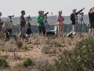 Örnspaning Örnspaning norr om Sagres
