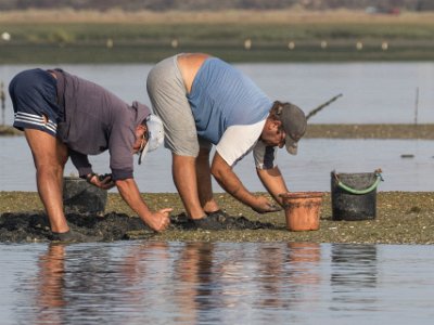 Musselplockare Musslor skördas på Guadianaflodens strand innan flod.