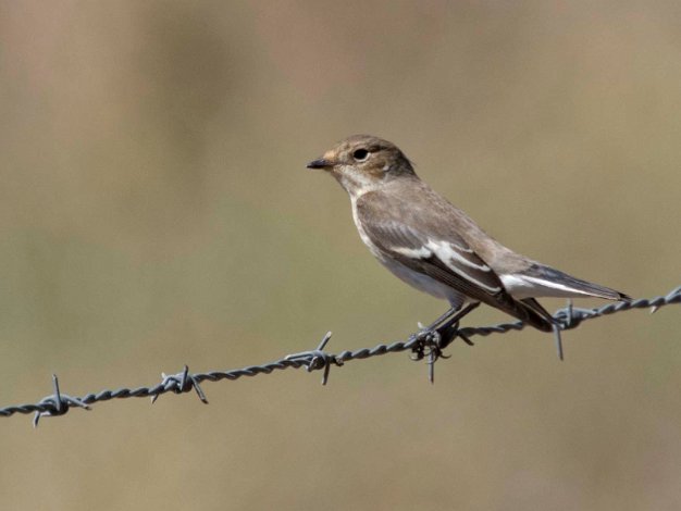 Fåglar, insekter, växter