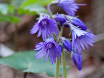 Alpklocka (Soldanella alpina)