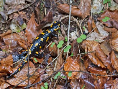 Eldsalamander (Salamandra salamandra)