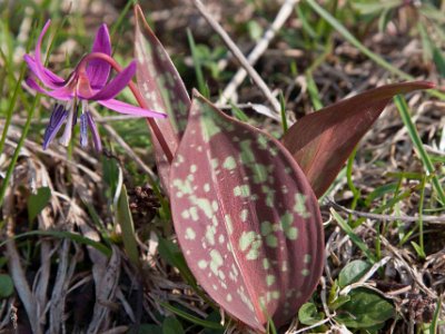 Hundtandlilja (Erythronium dens-canis) med blad