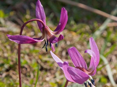 Hundtandlilja (Erythronium dens-canis)