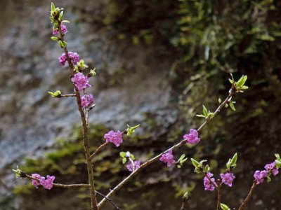 Tibast (Daphne mezereum)