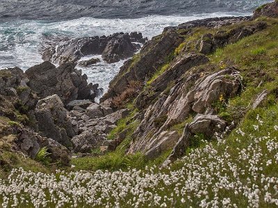 Blommor och vågor vid Storevika