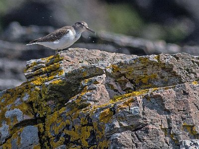 Drillsnäppa (Common sandpiper)