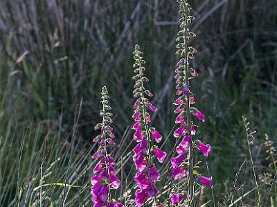 Fingeborgsblomma (Digitalis)