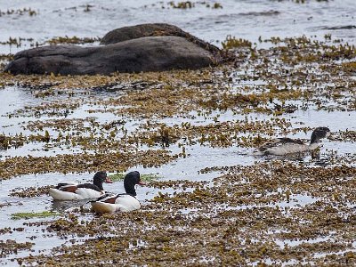 Gravänder (Common shelduck)