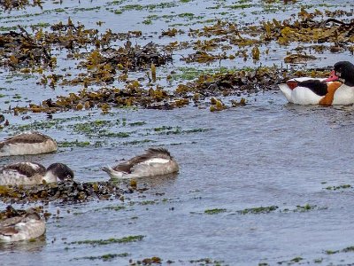 Gravand (Common shelduck) med ungar