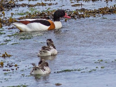 Gravand (Common shelduck) med ungar