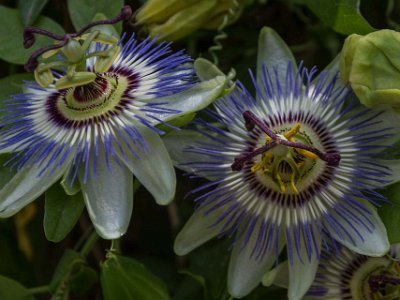 Botaniska trädgården i Cagliari