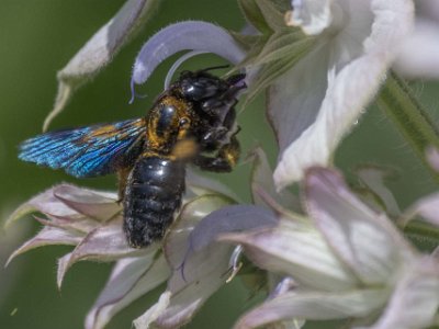 Botaniska trädgården i Cagliari