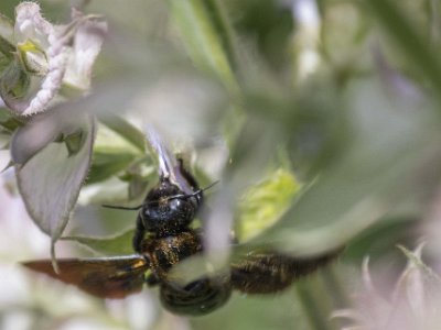 Botaniska trädgården i Cagliari