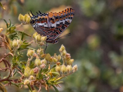 Svalstjärtad fjäril Svalstjärtad fjäril, Pascha (Charaxes jasius) på toppen av Chiccu Landiri.