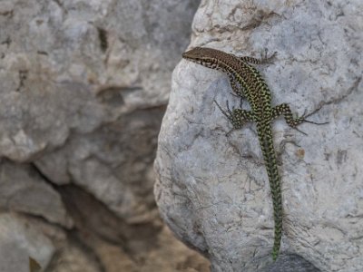 Tyrrensk murödla Tyrrensk murödla, Tyrrhenian lizard (Podarcis tiliguerta) i floddalen Gorroppu.