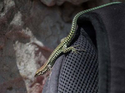 Tyrrensk murödla Tyrrensk murödla, Tyrrhenian lizard (Podarcis tiliguerta) på Kristinas ryggsäck i floddalen Gorroppu.