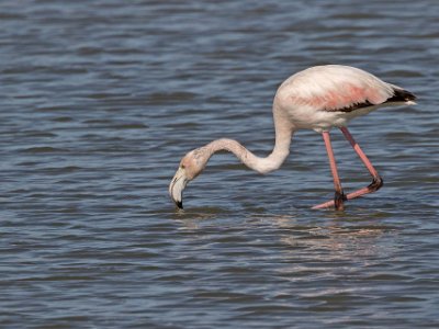 Flamingo Flamingo i i salin utanför San Pedro de Pinatar