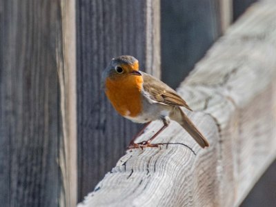 Rödhake Rödhake i naturreservatet utanför San Pedro del Pinatar