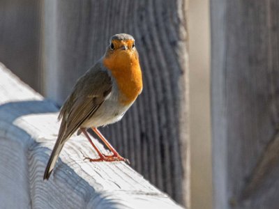 Rödhake Rödhake i naturreservatet utanför San Pedro del Pinatar