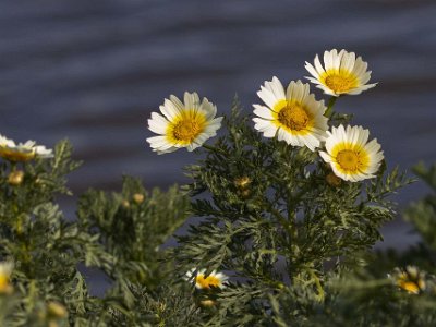 Parque del Guadalhorc Ringkrage (Chrysanthemum carinatum) har sitt ursprung i Marocko.