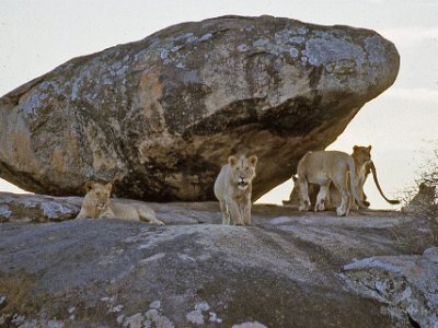 9710 Tanzania Lejonberget