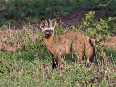 Öronhund i Ruaha np, Tanzania Öronhunden eller öronräven (Otocyon megalotis) är ett rovdjur som tillhör familjen hunddjur (Canidae). Den lever i savannen i två från varandra skilda regioner...